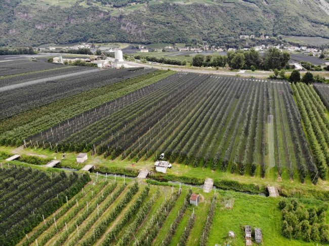 Bolzano _Apple orchard